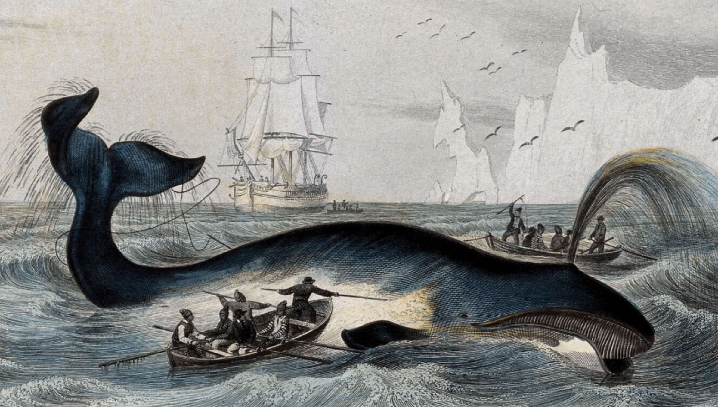 whaling engraving